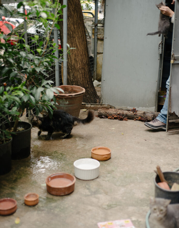 MCH LSE Refuge City ATH Newcomer01 016