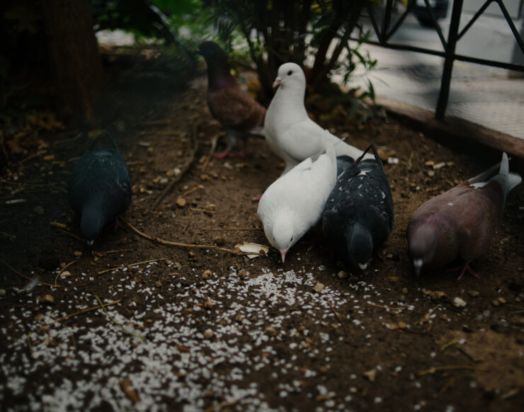 MCH LSE Refuge City ATH Newcomer01 081