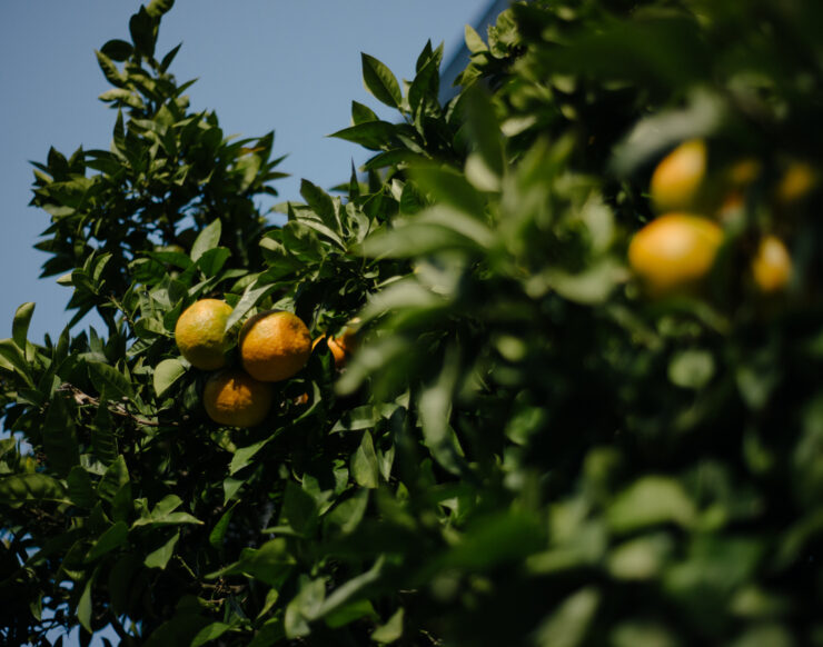 MCH LSE Refuge City ATH Newcomer02 134